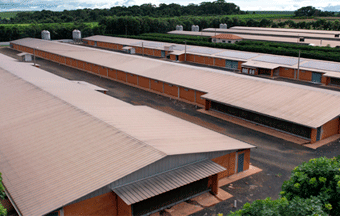 Lã de Vidro Midfelt Agro melhora a eficiência de aviários